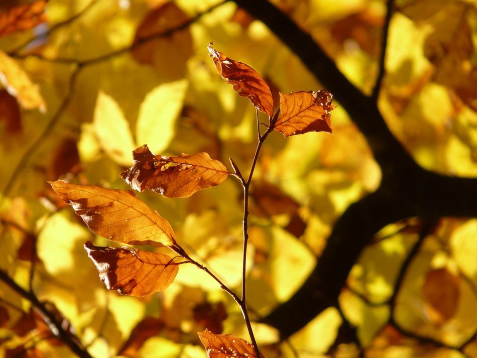 golden autumn leaves of European beech