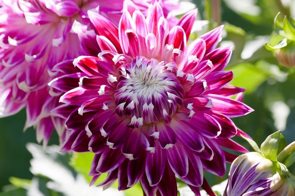 huge beautiful dahlia