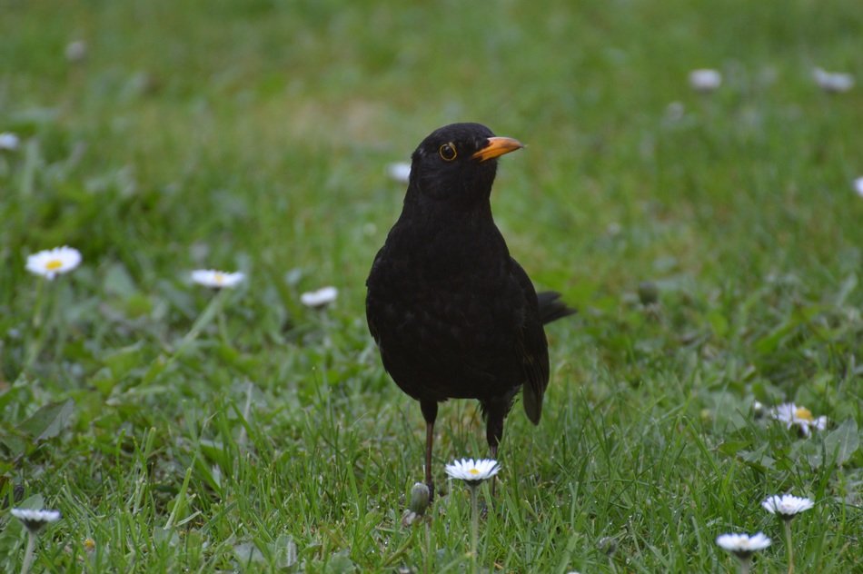 blackbirdon green grass