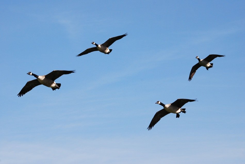 black canadian geese in the blue sky