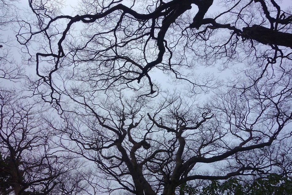 Branch web of dead woods in Taiwan