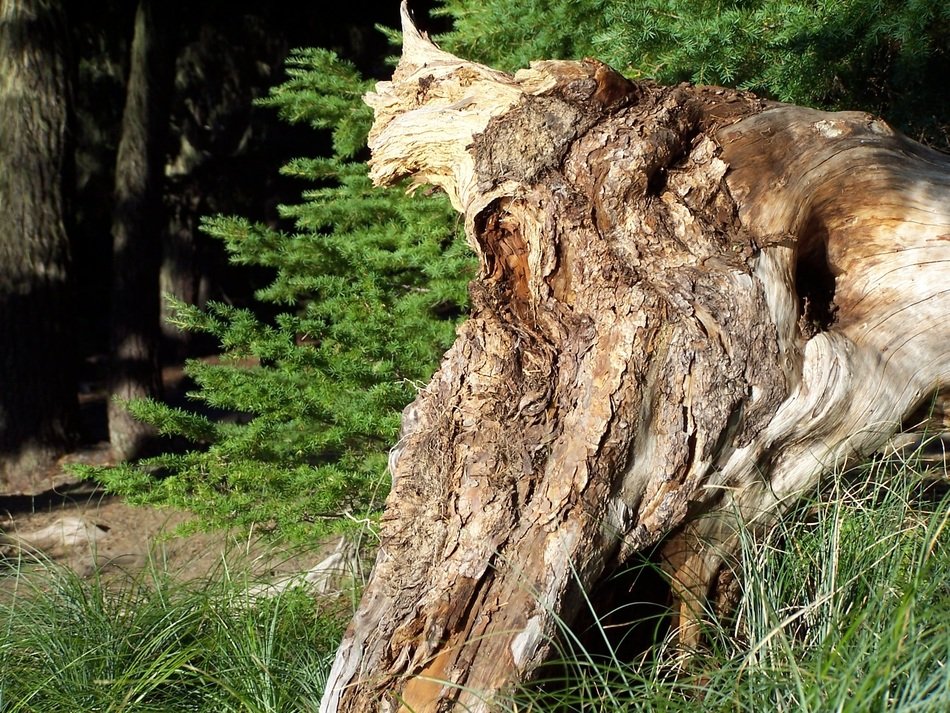 old stump in the forest