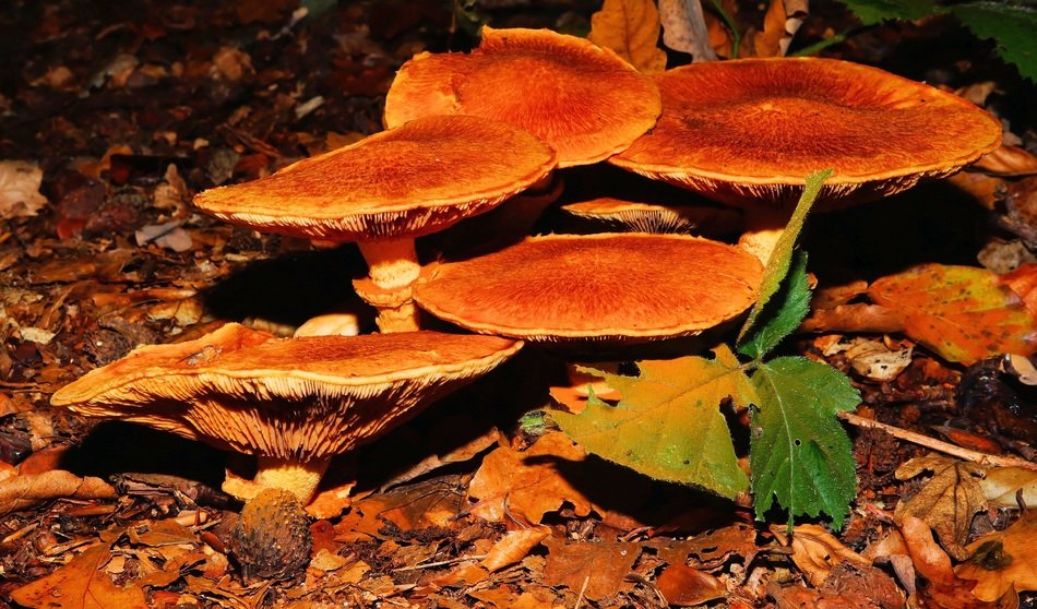 picture of the forest mushrooms