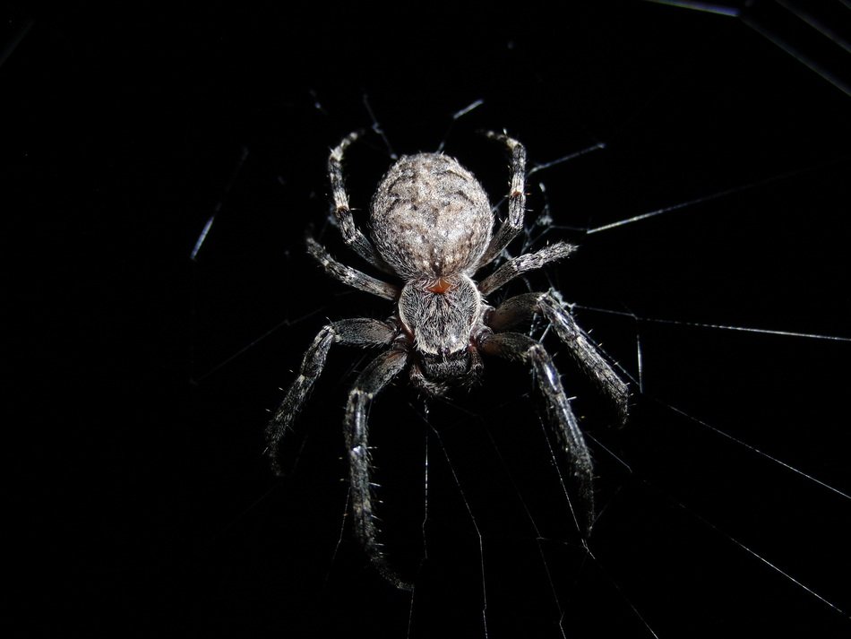 impressive spider cobweb