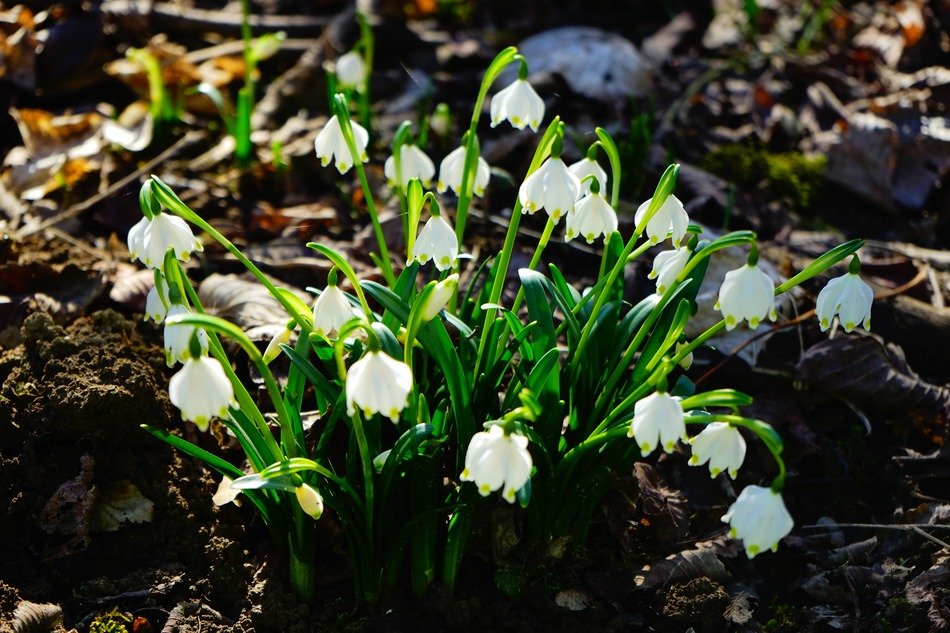 White snowdrops in spring