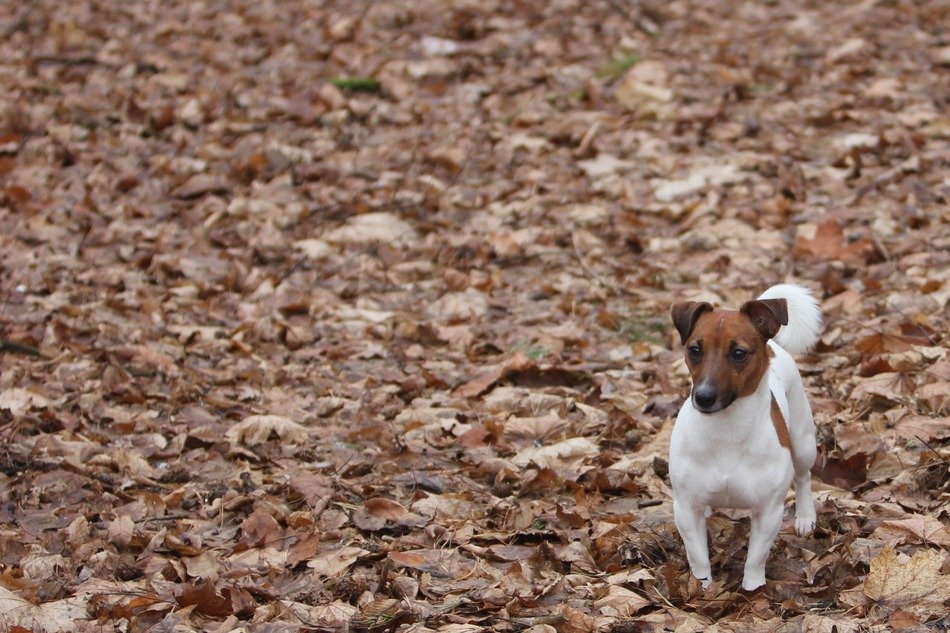 terrier in the autumn forest