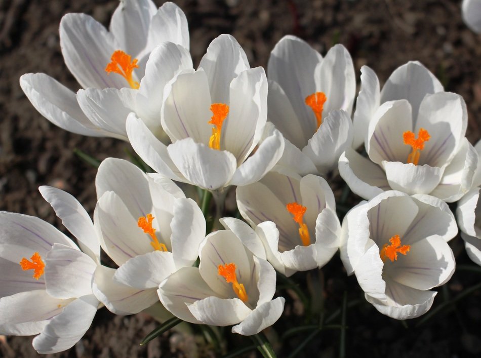 White crocus flowers in spring