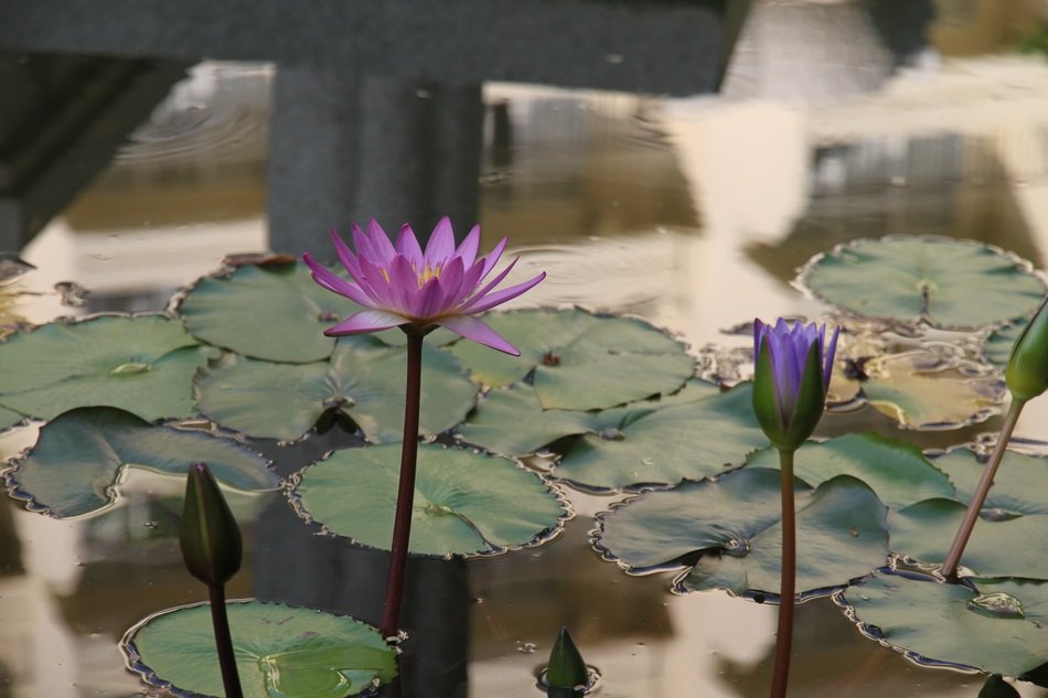 different water lilies with buds on the water