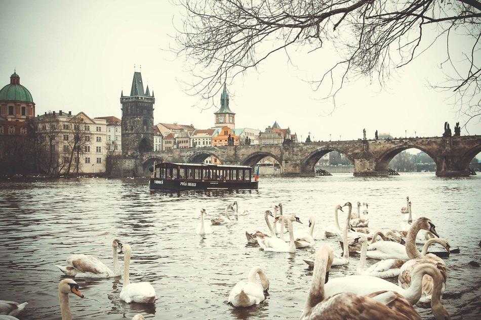 charles bridge mirror reflection with swans