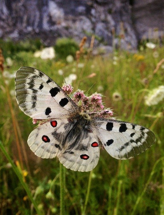 White beautiful butterfly on the grass