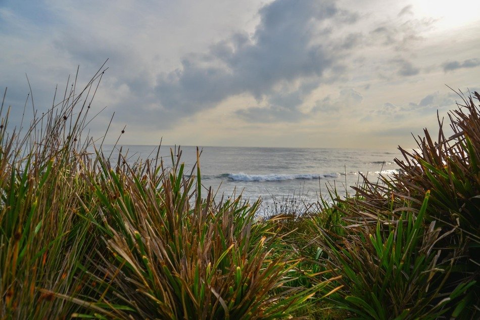 Landscape of long reef in sydney