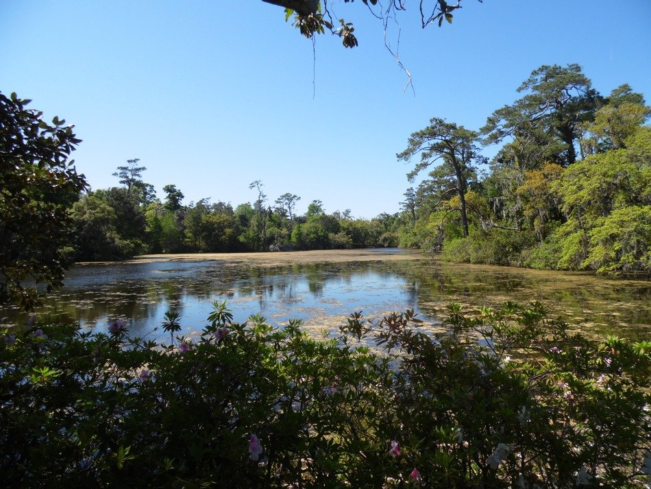 landscape of the forest and pond in arlie garden