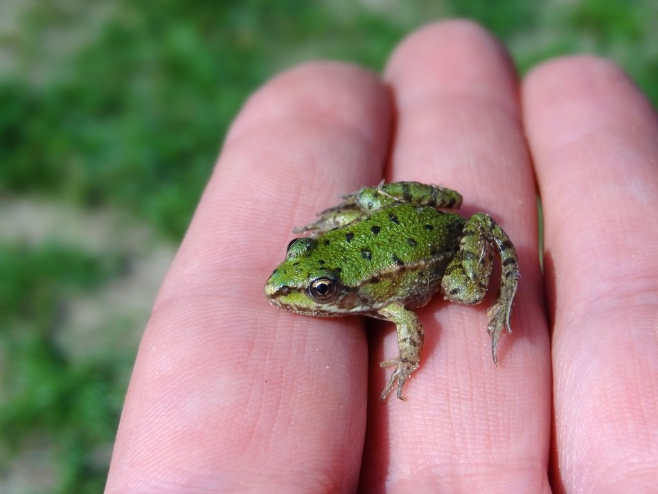 small water frog on hand