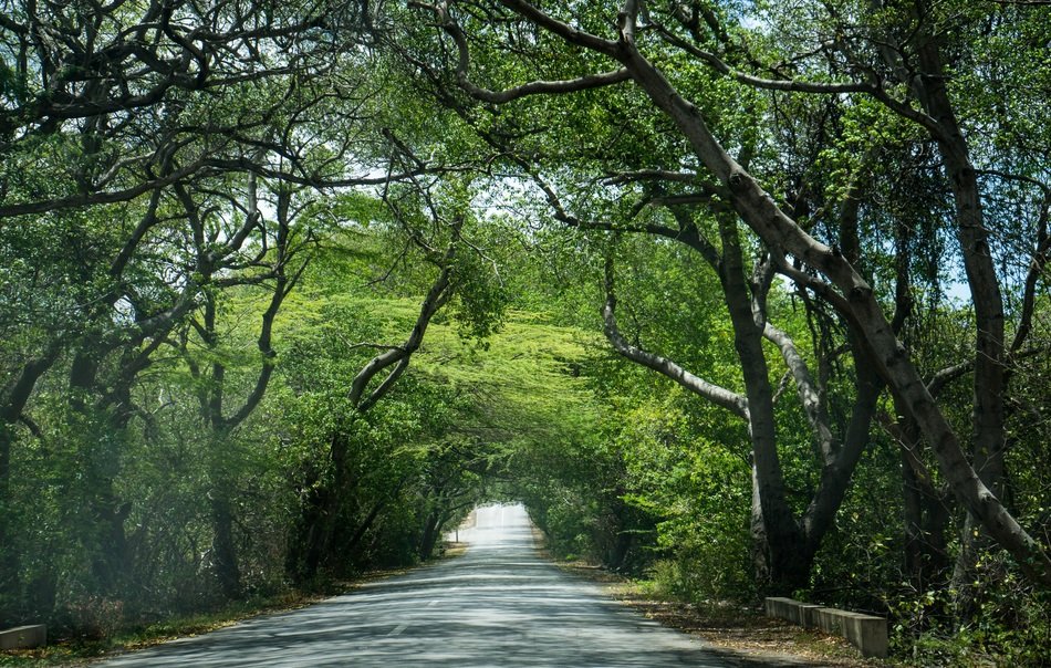 Beautiful road in wild green and yellow trees in the forest