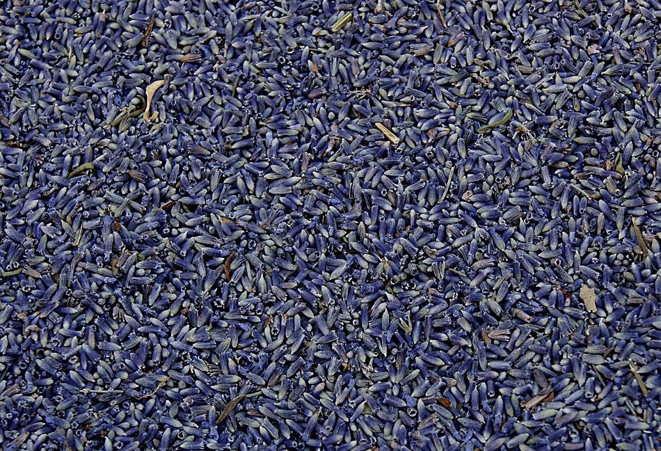 harvest dry lavender