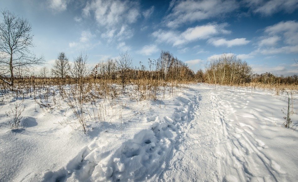 landscape of delightful trees in snow