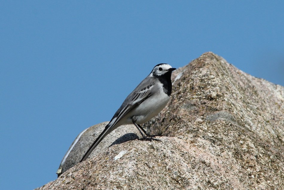 white wagtail on stone