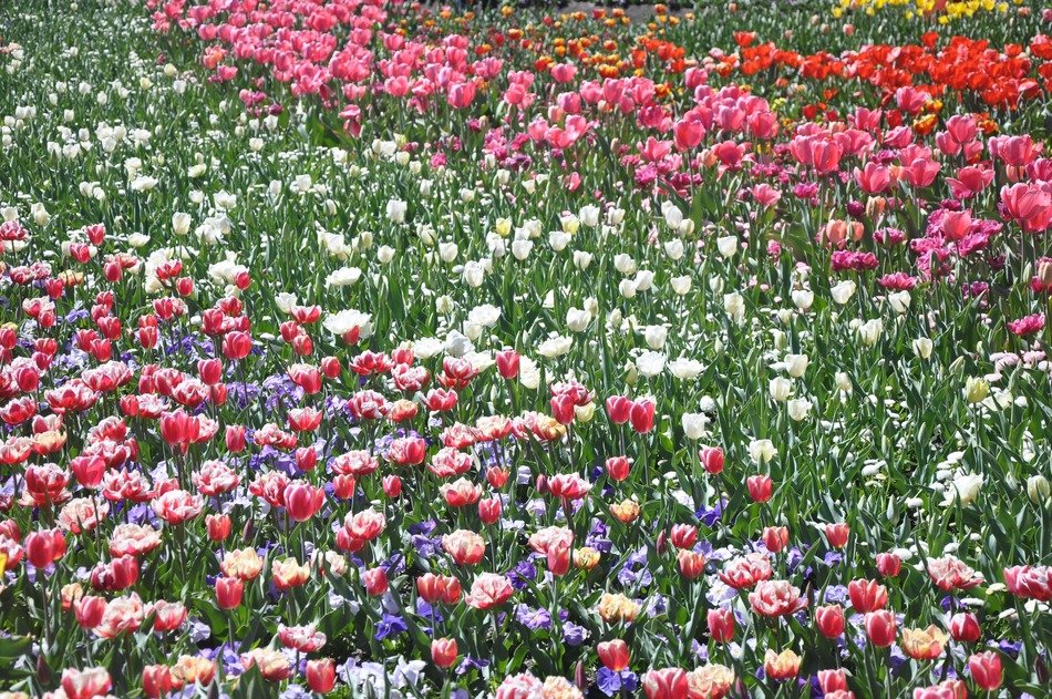 colorful field of multicolored tulips, floriade, canberra, australia
