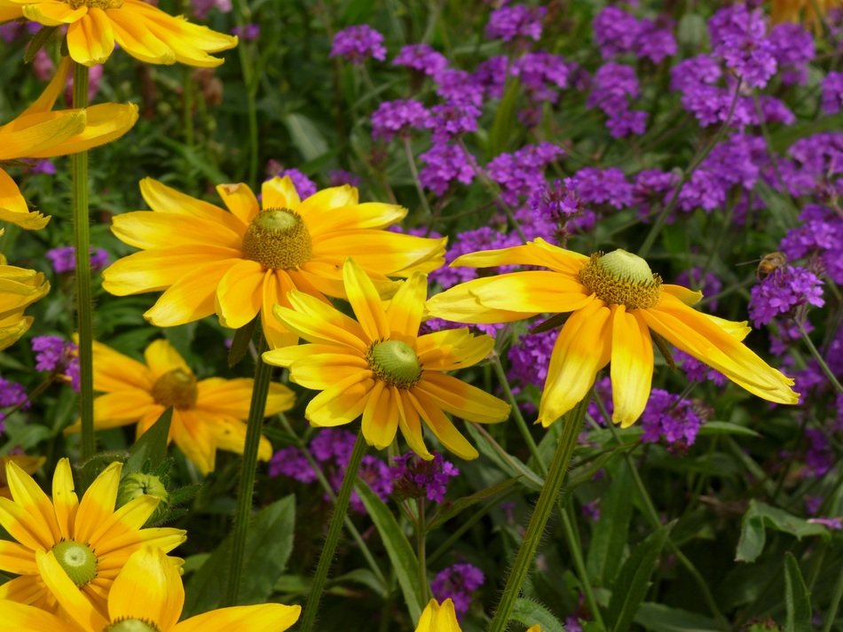 yellow and purple flowers in the garden close-up