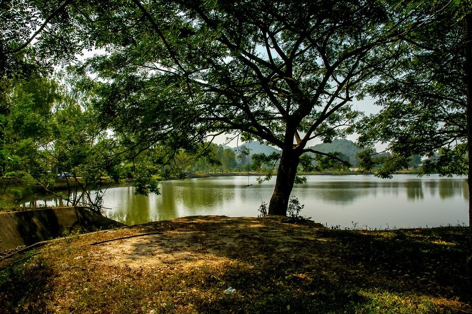 Landscape with the green trees near the lake
