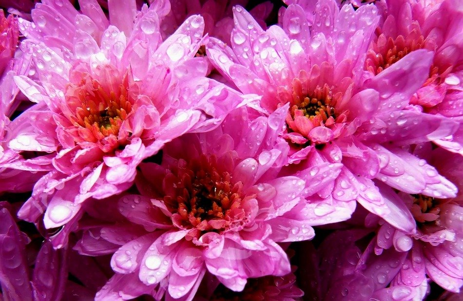 wet pink flowers