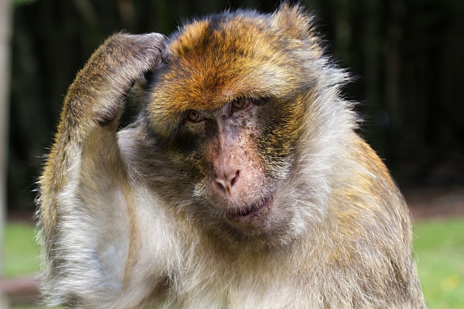 stunningly beautiful barbary ape monkey