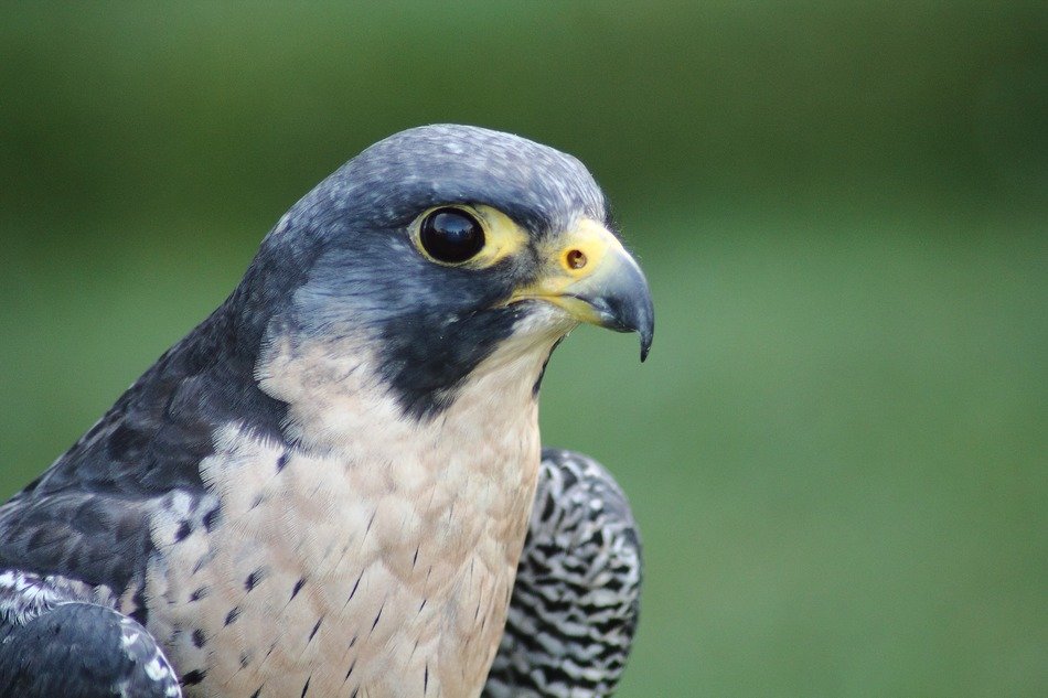 Photo of the Flaco peregrinus