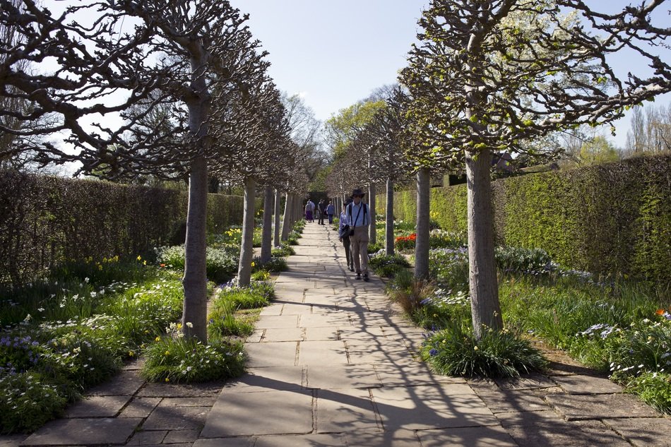 pleached trees avenue with stone path