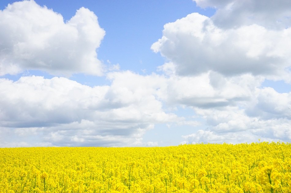 field of rapeseeds intense color