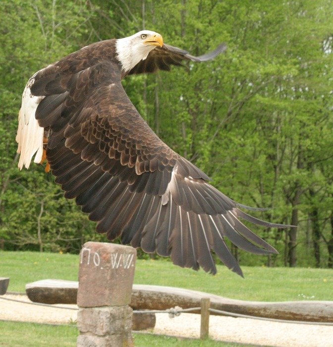 bird of prey flight