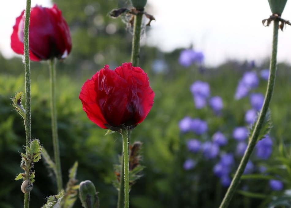 two red poppy buds