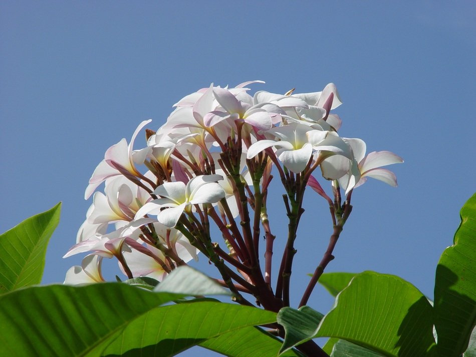 White plumeria flowers