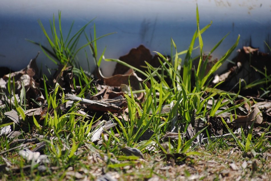 new grass close up