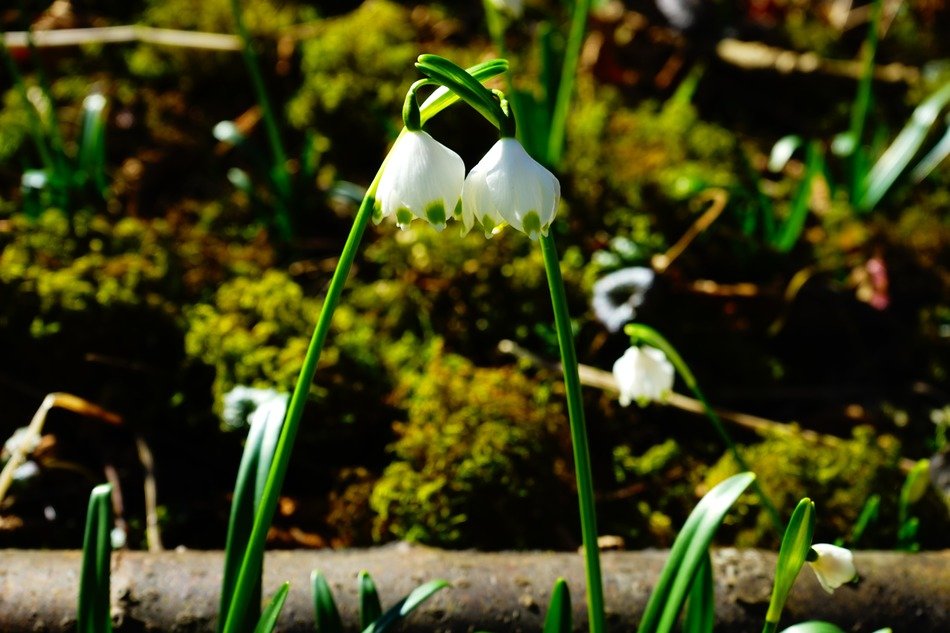 Two buds of snowdrop