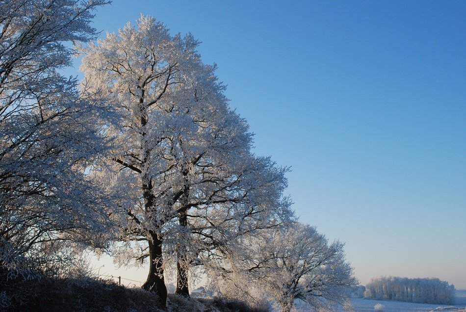 frozen trees in winter