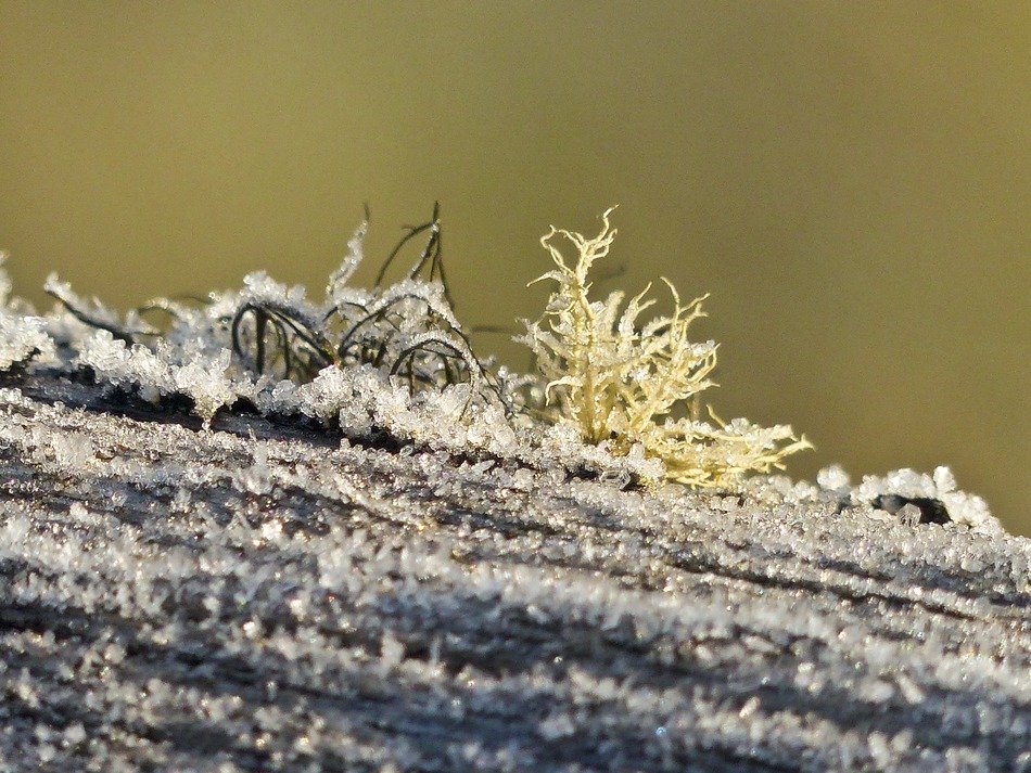 wood covered with ice in winter