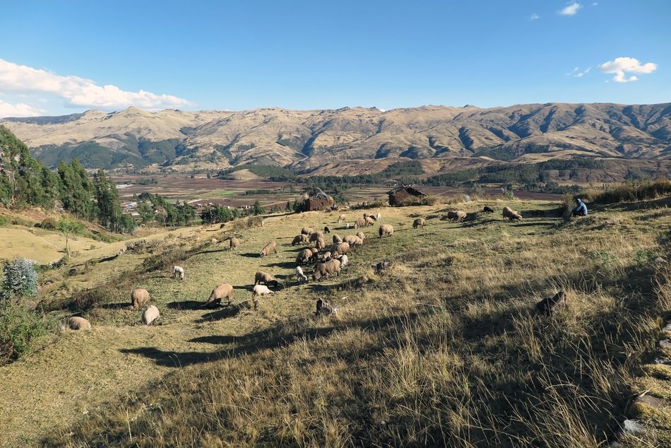 sheep in the sacred valley near the city of Cusco