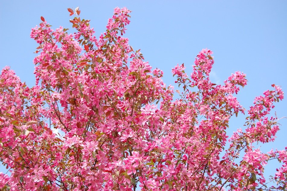 landscape of Pink flowers on the tree in spring