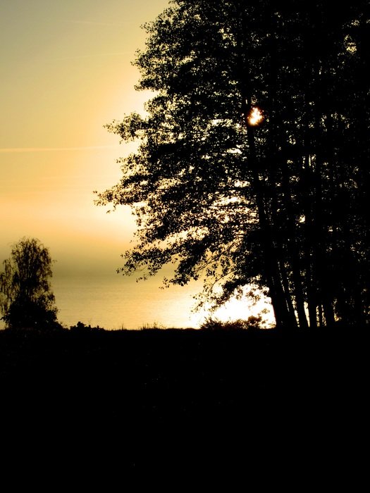 sun reflection at sunset around a dark tree