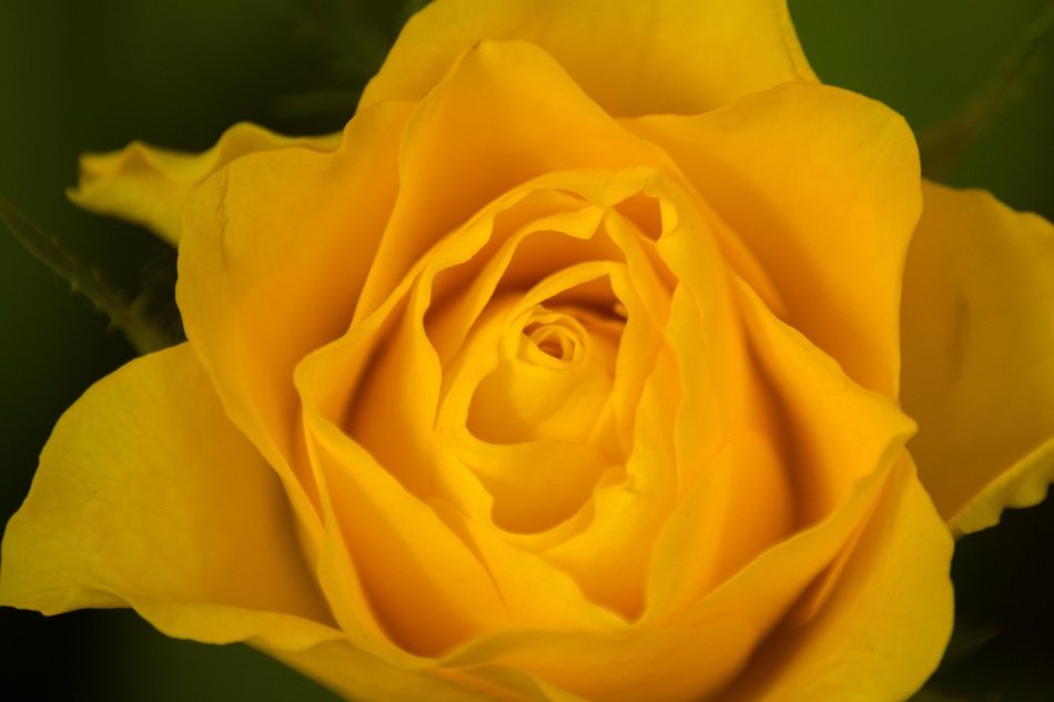 beautiful and delightful yellow rose