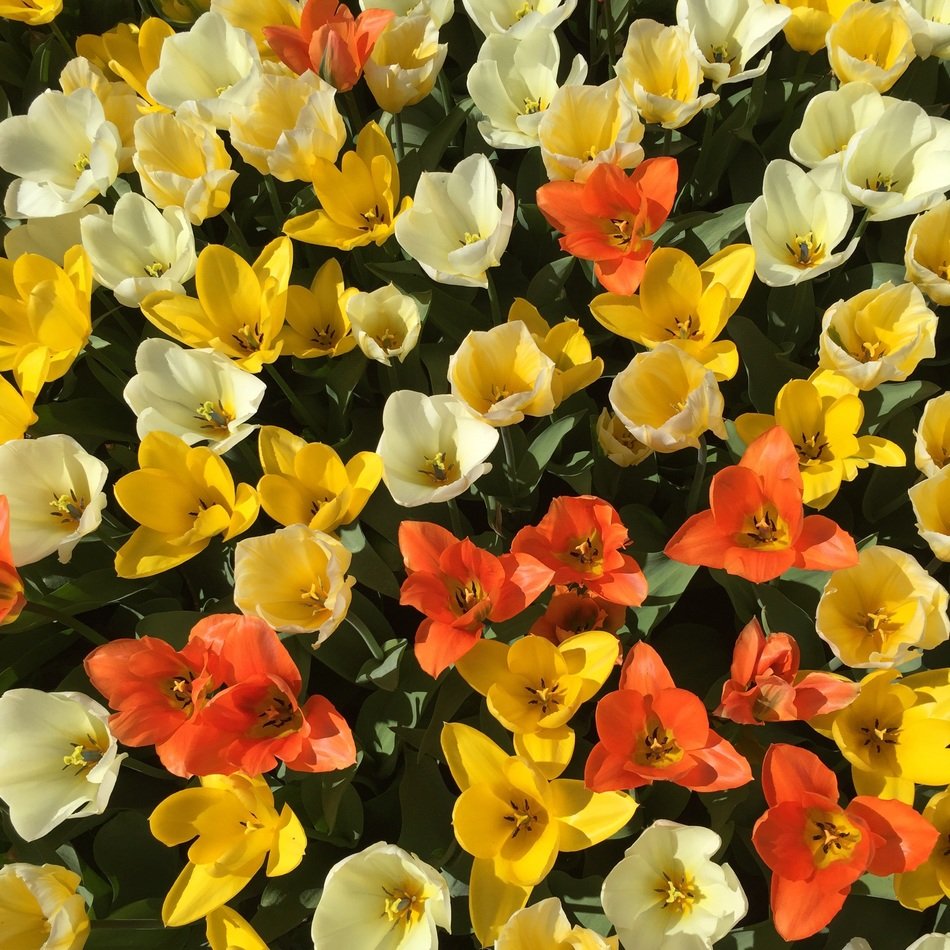 Colored tulips in the meadow