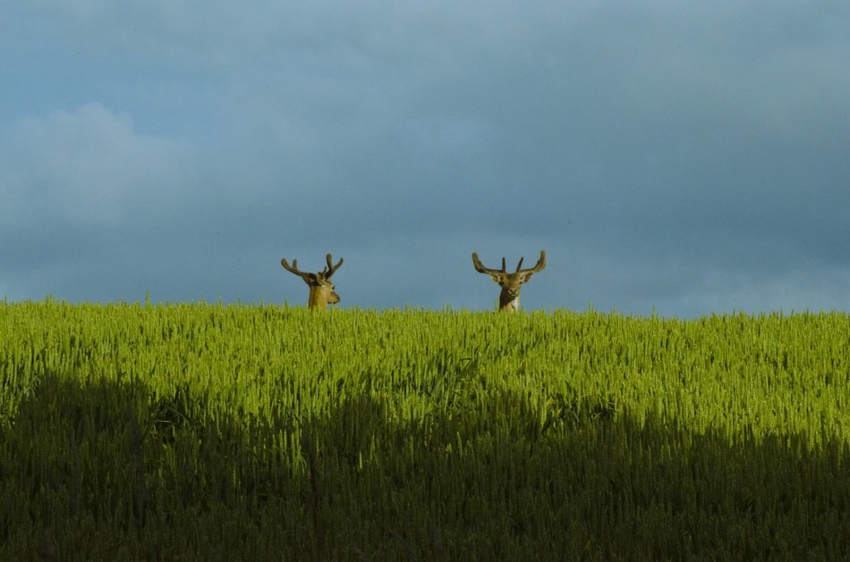 two reindeer stas heads above green field at cloudy sky