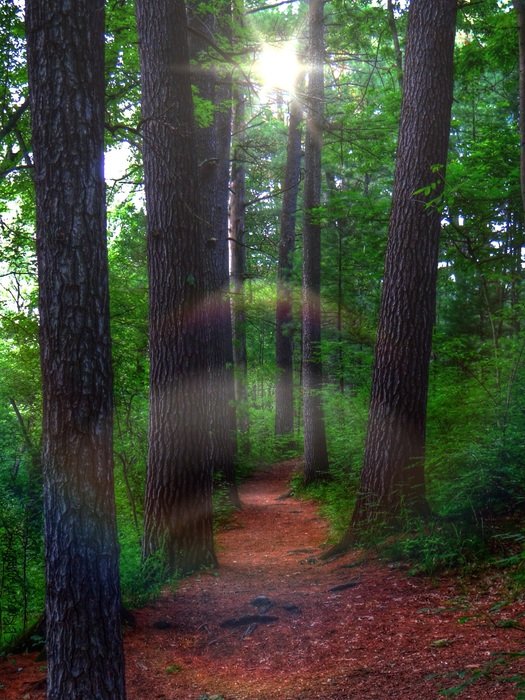 the mysterious Ghost of the pine forest