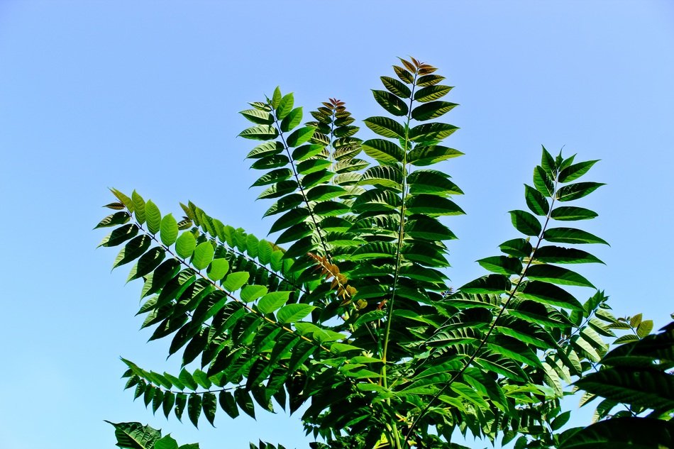 matchless fern plant
