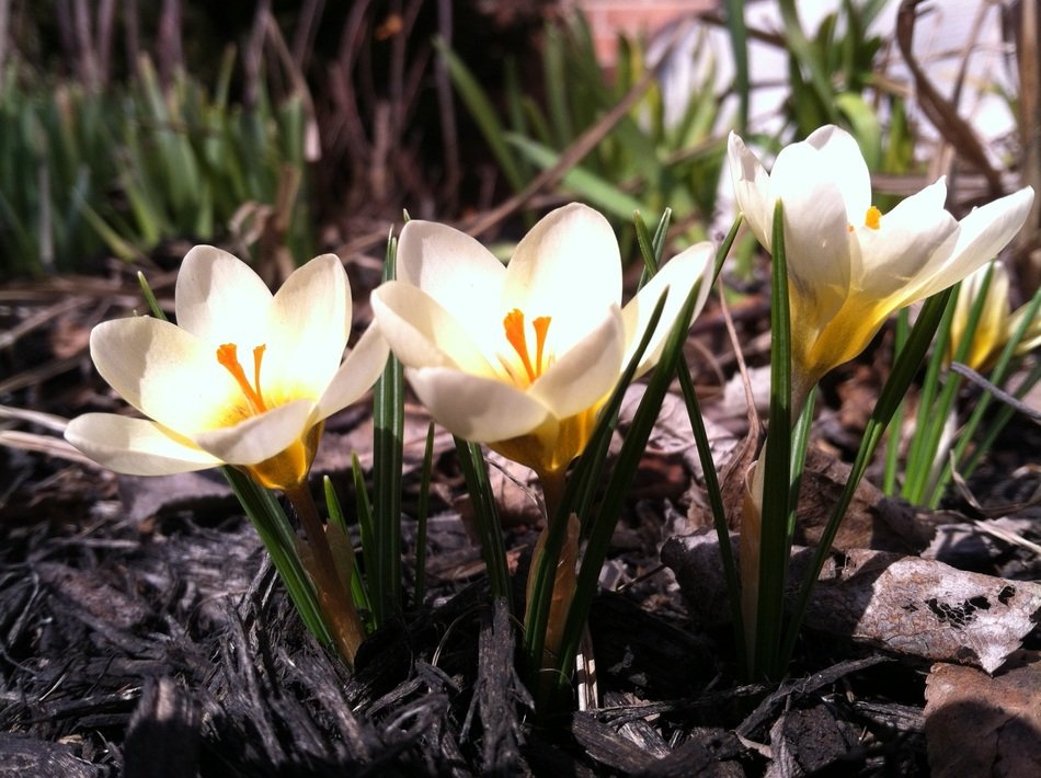 White Crocus in the garden