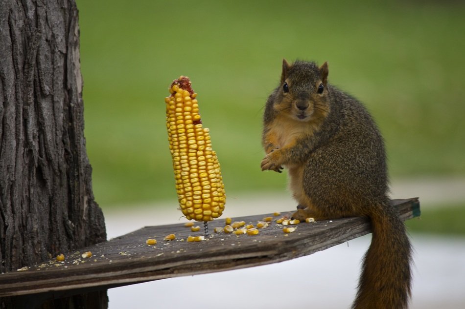 squirrel is gnawing corn