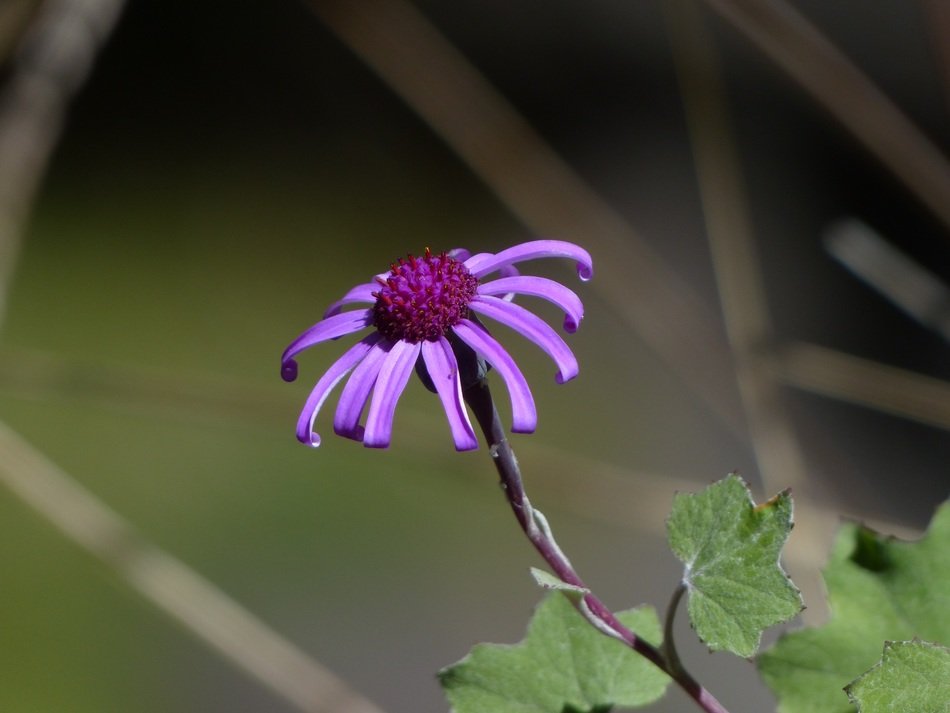 crimson cinerarie closeup