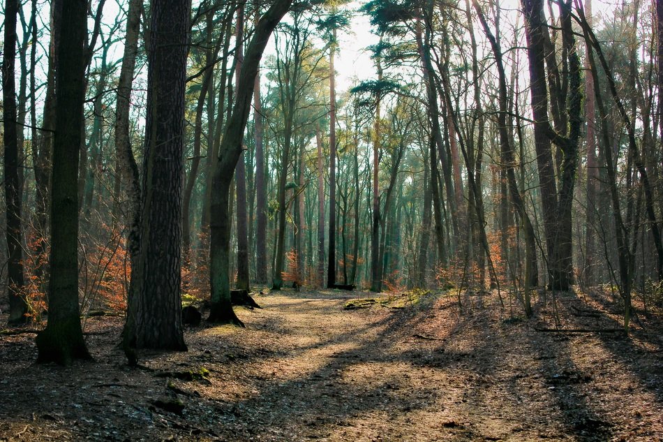 lndscape of mystical mood in the forest