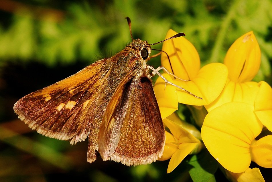 Beautiful colorful skipper on the yellow flowers