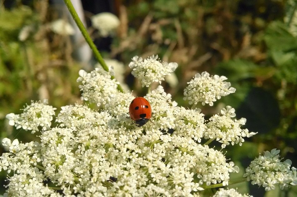 Ladybug on the white flowers